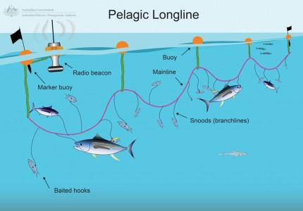 Longline Bycatch Management Information System BMIS