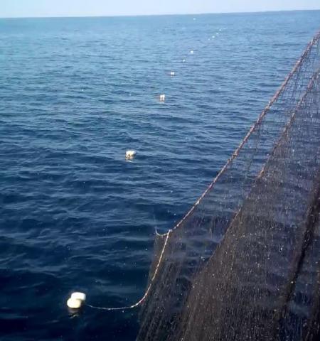 Sub-surface gillnets  Bycatch Management Information System (BMIS)