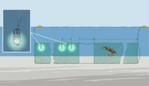Illumination of gillnets  Bycatch Management Information System