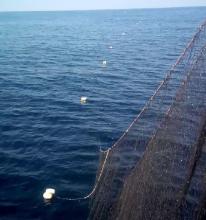 Line weighting & bait sink rate  Bycatch Management Information System  (BMIS)